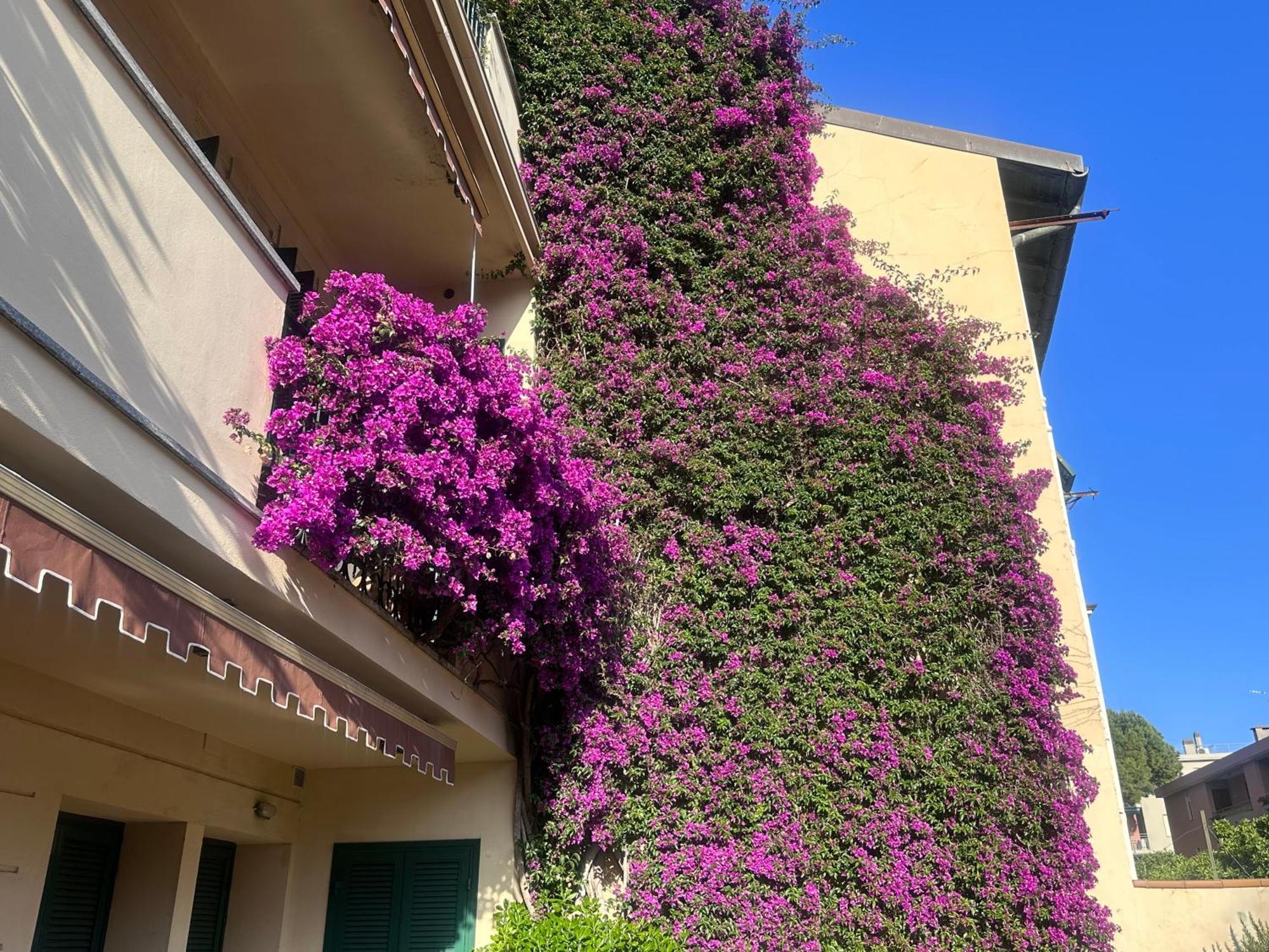 Seaside Lejlighed Bordighera Eksteriør billede